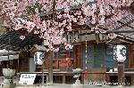 京の旅　/ 　十三詣りに桜茶・桜餅