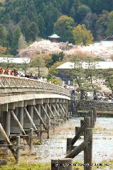 京の旅　/ 　十三詣りに桜茶・桜餅
