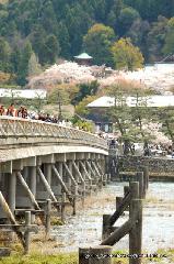 京の旅　/ 　十三詣りに桜茶・桜餅