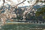 京の旅　/ 　十三詣りに桜茶・桜餅