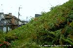 続　秀吉が京都に残したもの　御土居