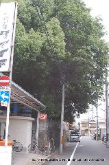 続　秀吉が京都に残したもの　御土居 : 道路に御土居は切断されている