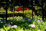 あじさい寺に宇治十帖
