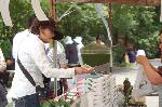 あじさい寺に宇治十帖
