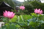 あじさい寺に宇治十帖