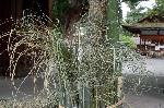 水無月の祓い : 竹笹の回りの持ち帰り用茅(ちがや)