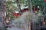 茅の輪潜りにきゅうり封じ : 疫神社前の茅の垣