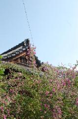 萩とおはぎ : 地蔵堂の前の萩