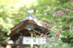 萩とおはぎ : 境内は手入れの行き届いた萩の株で溢れている