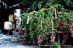 萩とおはぎ : 本殿前の見事な萩