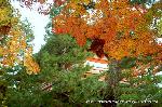 大徳寺塔頭芳春院　秋の定期拝観 : 山門