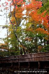 最後の紅葉あれこれ