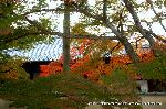 最後の紅葉あれこれ