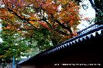 秋の物見遊山 / 紅葉見・観楓