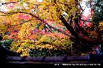 大徳寺塔頭芳春院　秋の定期拝観
