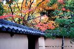 近場で紅葉狩