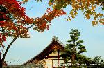 最後の紅葉あれこれ