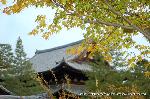 大徳寺塔頭芳春院　秋の定期拝観 : 聚楽院から法堂を眺める