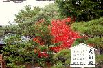 秋の物見遊山 / 紅葉見・観楓