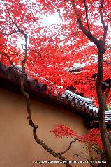 京都の秋 : 寄りつき庭