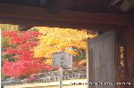 大徳寺塔頭芳春院　秋の定期拝観