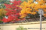 大徳寺塔頭芳春院　秋の定期拝観