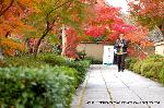 秋の物見遊山 / 紅葉見・観楓