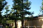 大徳寺塔頭芳春院　秋の定期拝観 : 境内は緑耐えない松がいたるところに