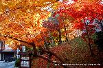 知られざる清水寺境内の紅葉