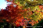 知られざる清水寺境内の紅葉