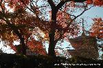 知られざる清水寺境内の紅葉