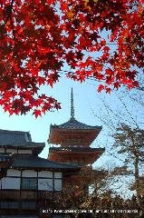 知られざる清水寺境内の紅葉 : 緋色の装い