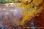 知られざる清水寺境内の紅葉 : 成就院前の池に散紅葉