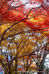 知られざる清水寺境内の紅葉 : 大講堂と成就院の間にある谷を紅葉谷と呼ぶ