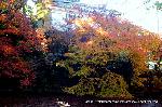 近場で紅葉狩 : 池に張り出す楓