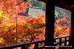 洛中黄葉街道 : 額縁に納まる紅葉と奥の院