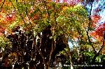 知られざる清水寺境内の紅葉 : このハーモニーをどう表現すればいいのだ