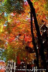 知られざる清水寺境内の紅葉