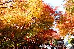 知られざる清水寺境内の紅葉 : 着物姿も紅葉も　いずれも眩しい