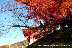 洛外紅葉街道　ドライブ計画 : 拝観の出口で出合う最後の楓