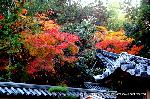 秋の物見遊山 / 大徳寺