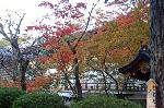 広隆寺　聖徳太子御火焚祭 : 御火焚祭の日に紅葉も燃ゆる