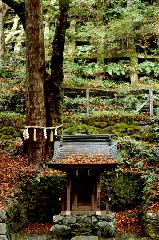 晩秋の貴船紅葉紀行 : 連理の大杉