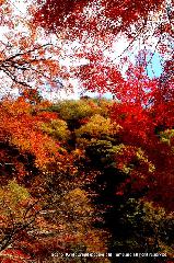 秋の物見遊山 / 紅葉見・観楓