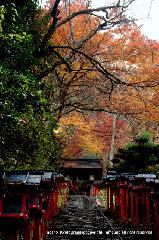 晩秋の貴船紅葉紀行