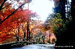 晩秋の貴船紅葉紀行