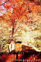 秋の物見遊山 / 紅葉見・観楓
