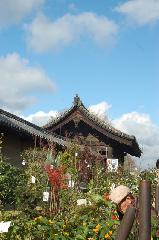 終い弘法・終い天神 : 東大門の塀沿いに並ぶ植木市
