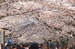 桜を愛でる : 桜を見るか、人の頭を見るか、それが問題である。