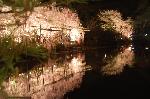 桜を愛でる : 平安神宮の東西の神苑の紅枝垂れのライトアップは対照的です。
こちらは東神苑のライトアップのごく一部です。このように続く桜の回廊を散策できる。